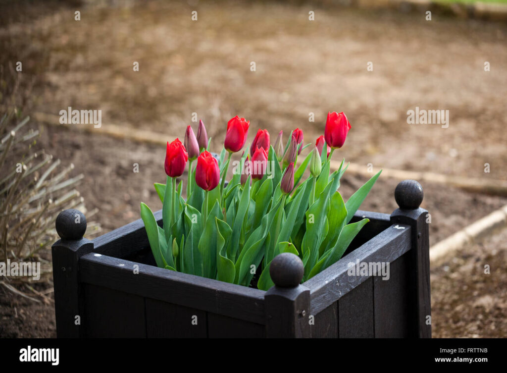 Тюльпани (Tulipa)