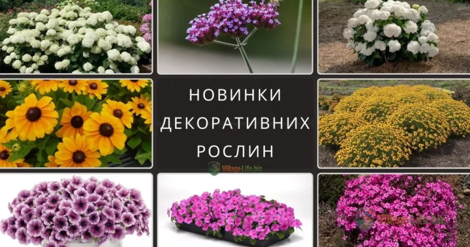 декоративні рослини 2026
