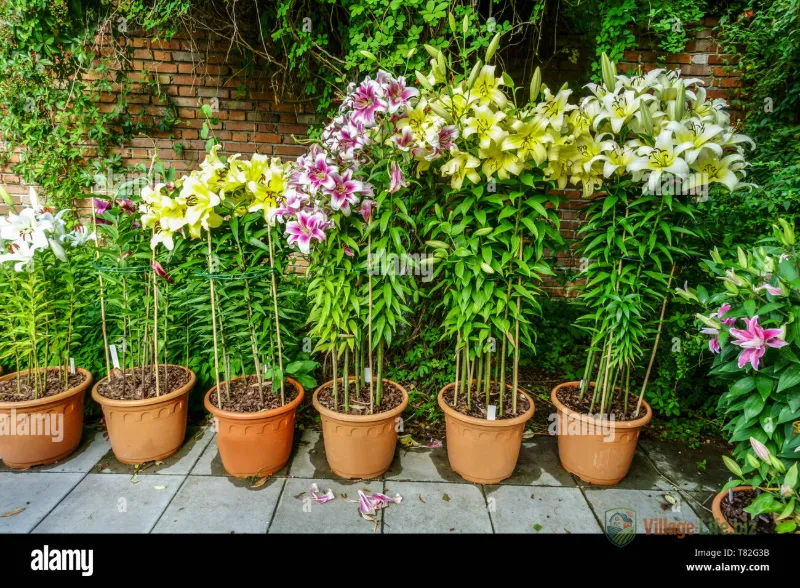 Лілія східна квітковий контейнер фотографія високої роздільної здатності