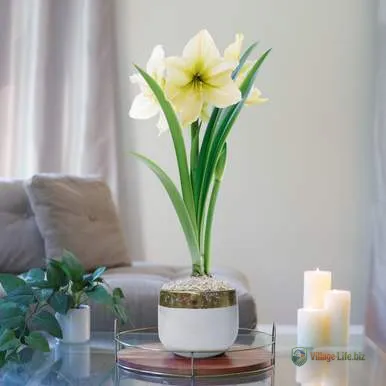 Набір для вирощування амарилісу в білому горщику з золотою облямівкою
