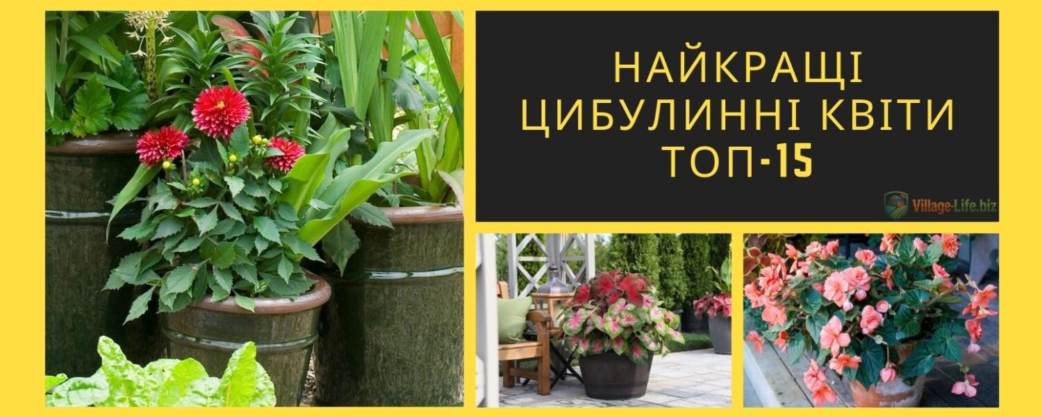 Найкращі цибулинні квіти