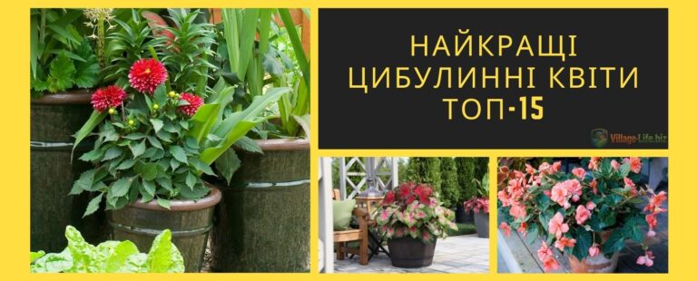 Найкращі цибулинні квіти: каталог для вирощування в горщиках