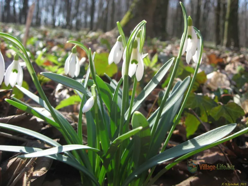 Підсніжники