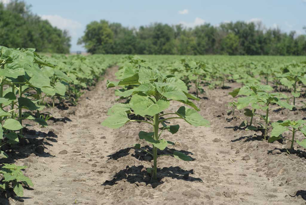 Ровные рядки всходов подсолнечника на подготовленном поле