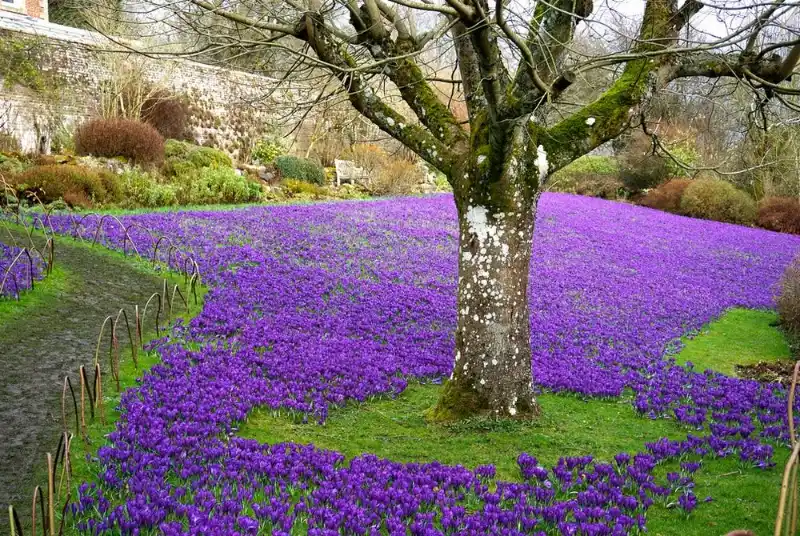 Як натуралізувати цибулини на газоні для барвистої весни