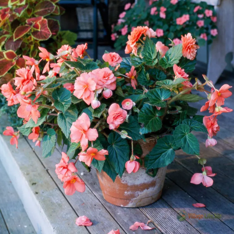 Як садити і вирощувати бульбову бегонію