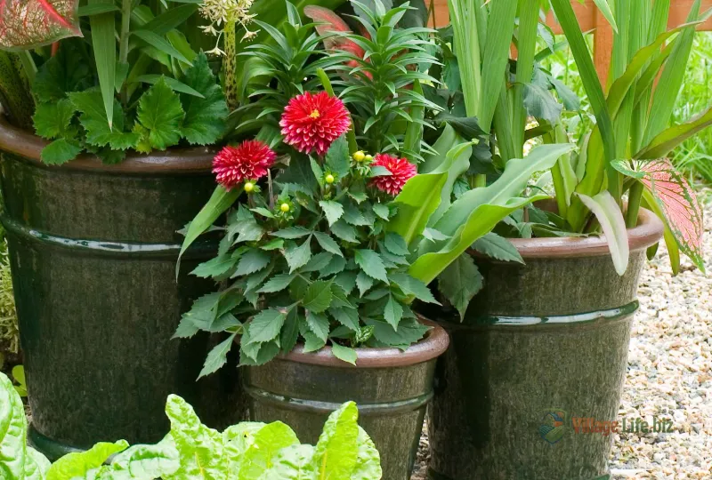 Як вирощувати жоржини в горщиках, щоб вони цвіли все літо