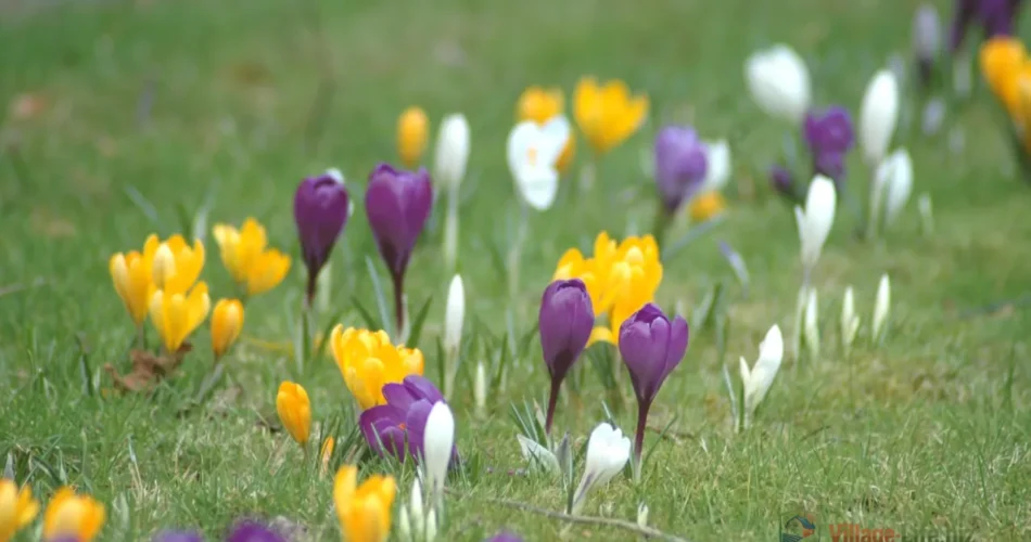 Газонні цибулинні квіти