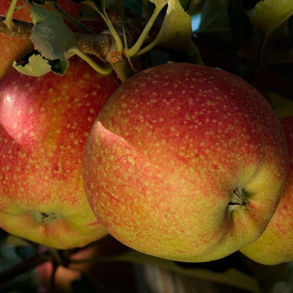 Джонаголд Декоста (Jonagold Dacosta)