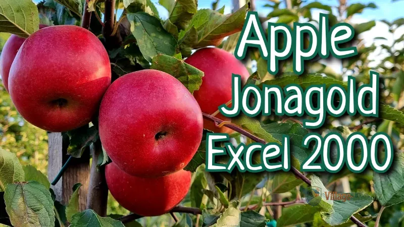 Excel Jonagold