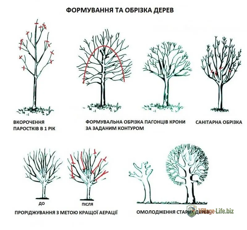 формування та обрізка дерев