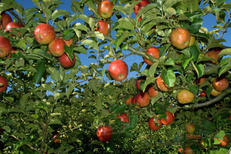 Фото Джонаголда на дереві під час урожаю