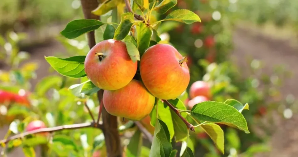 Кращі розсадники плодових дерев в Україні