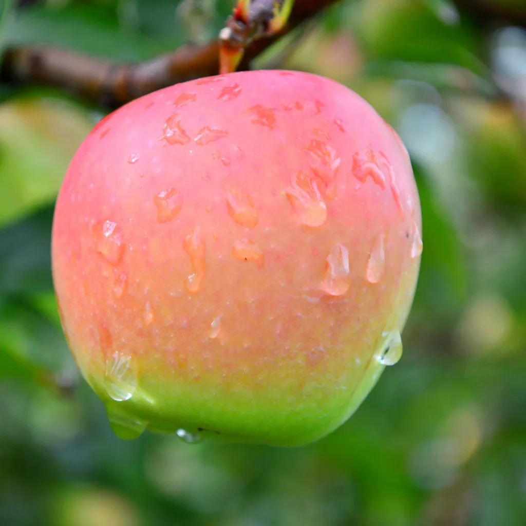 Крупний план плода з яскравим рум'янцем