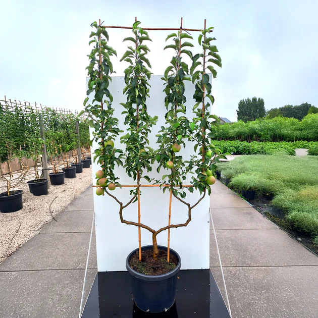 Молоде дерево Джонаголда з формою крони