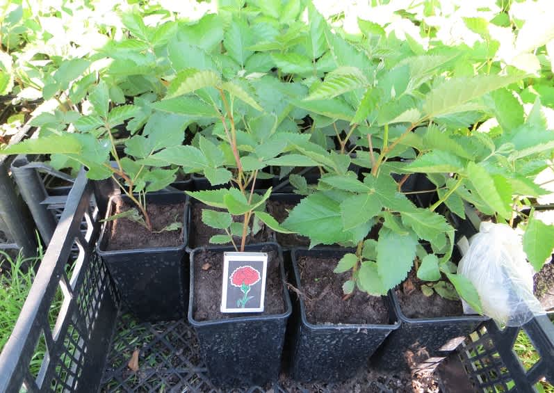 особливості саджанців з закритою кореневою