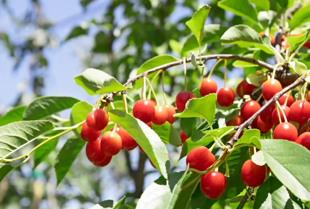 розсадники плодових дерев в Україні