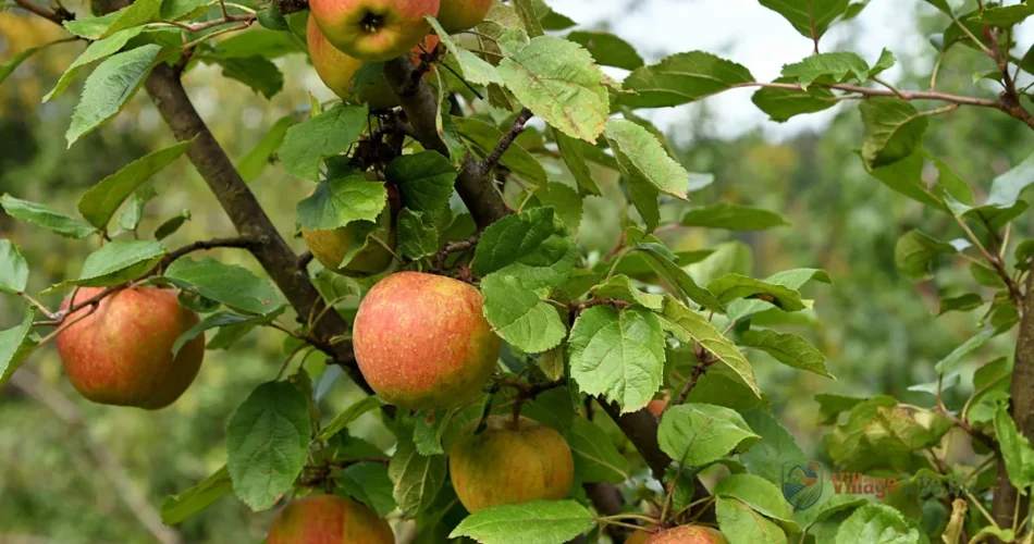 Яблуня Джонаголд