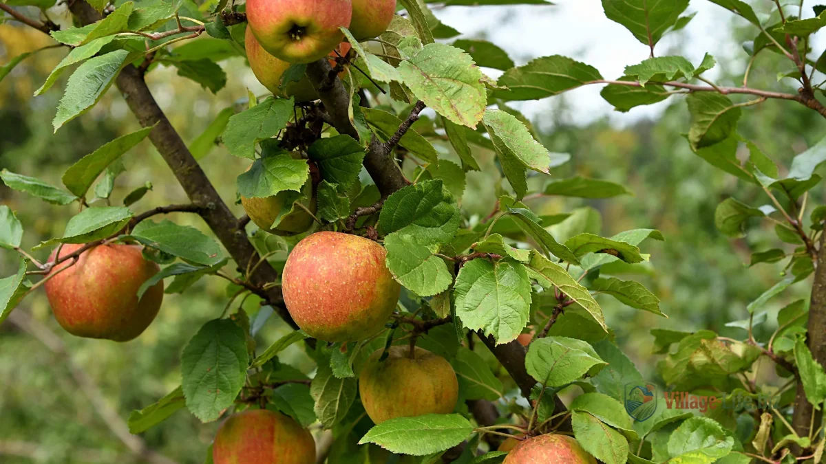 Яблуня Джонаголд
