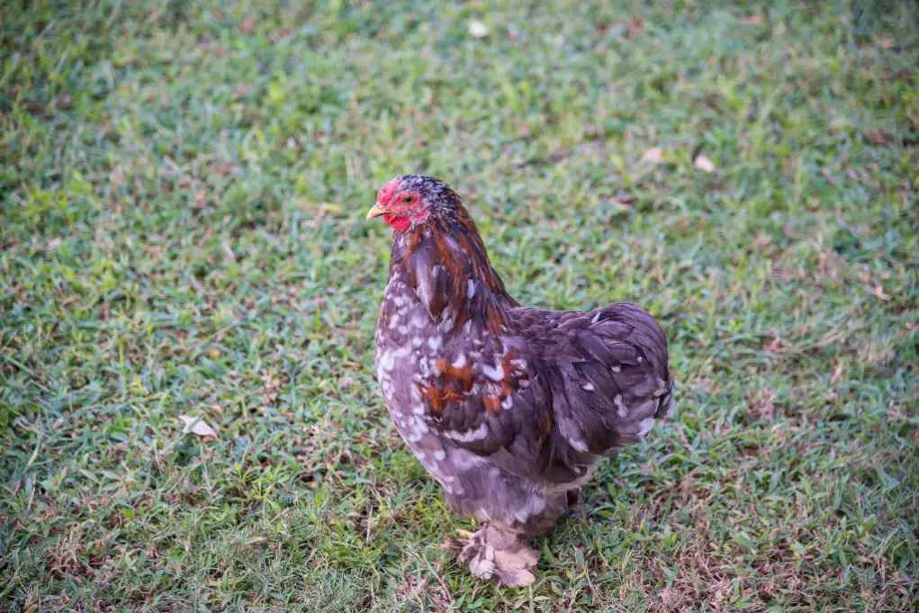 Кури породи Бентам з опереними лапками