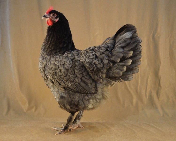 Курка Лангшан