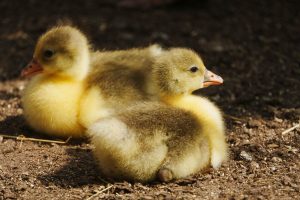 Чим годувати гусенят в перші дні: план на 1, 2-3 і 4-7 добу, вода, зелень і тепло
