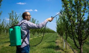 Обприскування саду ранньою весною від зимуючих шкідників та хвороб