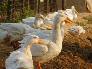 Що робити, якщо качки скубуть одна одну: причини, норми площі і корм