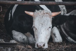 Що робити, якщо корова впала на ноги після отелу і не встає