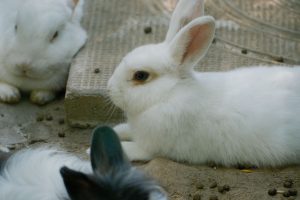 Що робити, якщо кролиця їсть кроленят: причини і як запобігти