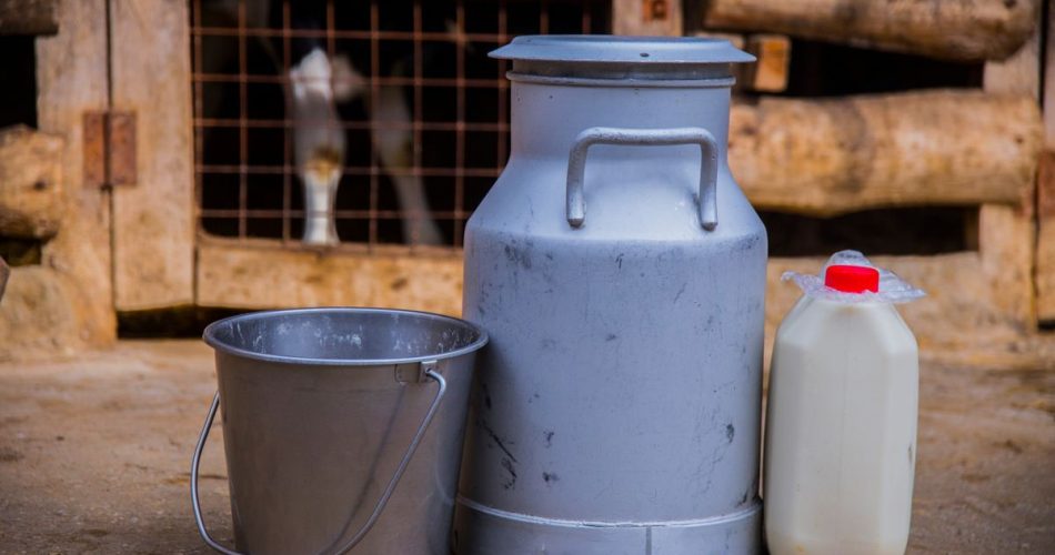 Бідон і відро з молоком біля хліва