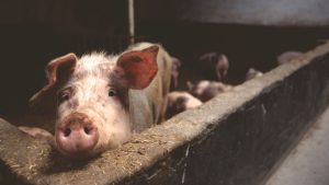 Скільки корму потрібно для відгодівлі свині: розрахунок і калькулятор