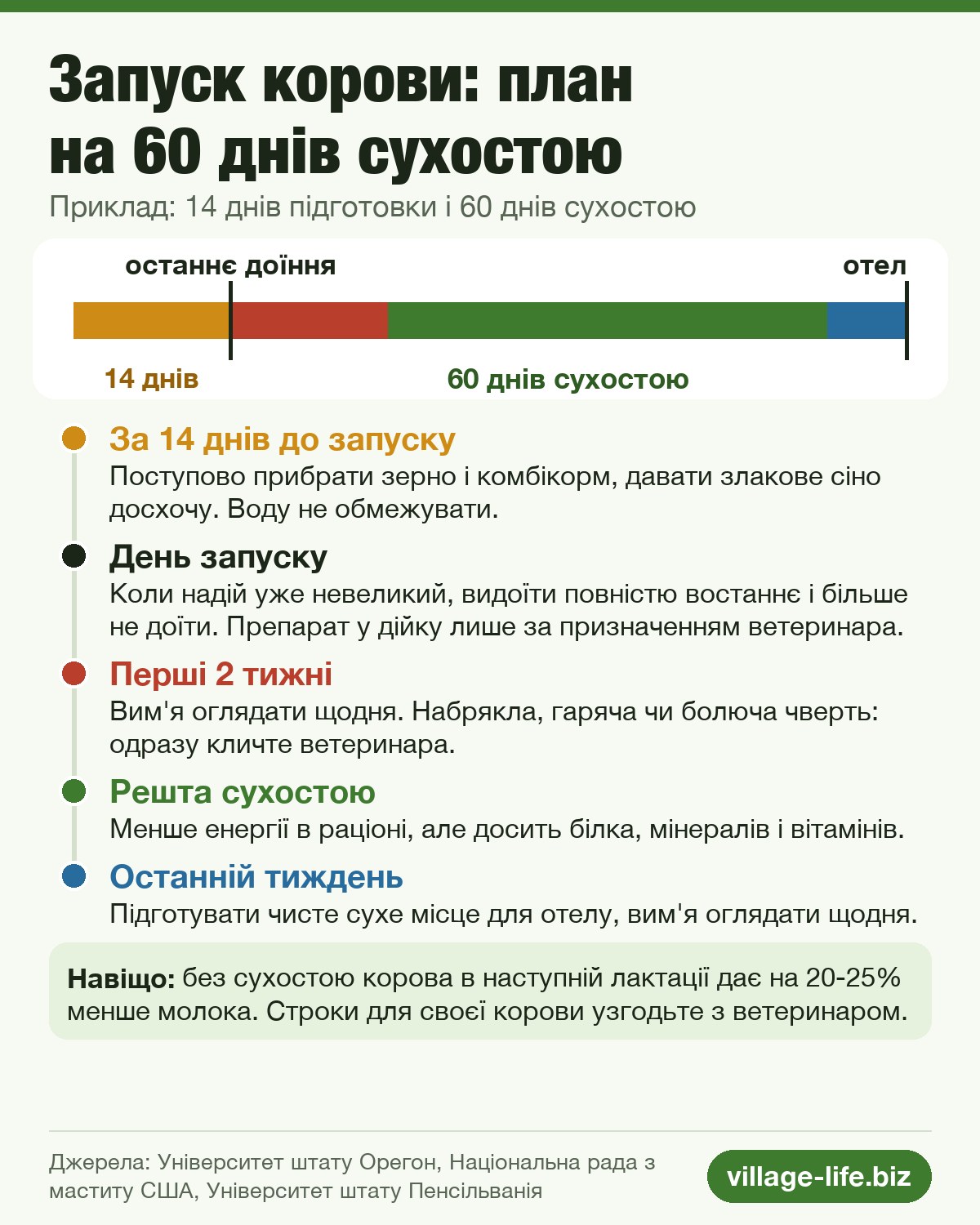 Як запустити корову перед отелом: 14 днів підготовки і 60 днів сухостою на шкалі часу