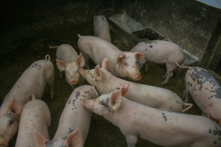 Як привчити поросят до сухого корму: прикорм, вода і перша доба після відлучення