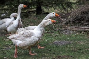 Як відрізнити гусака від гуски: за розміром, шишкою, кольором і через клоаку