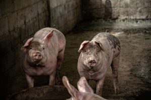 Як визначити вагу свині без ваг: формула, таблиця і калькулятор